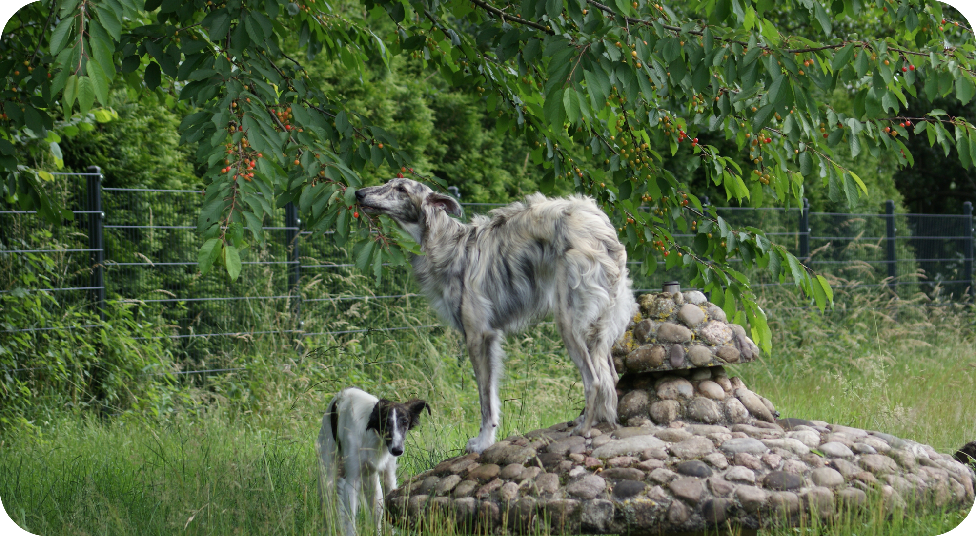 Silken Windhound im Kirschbaum