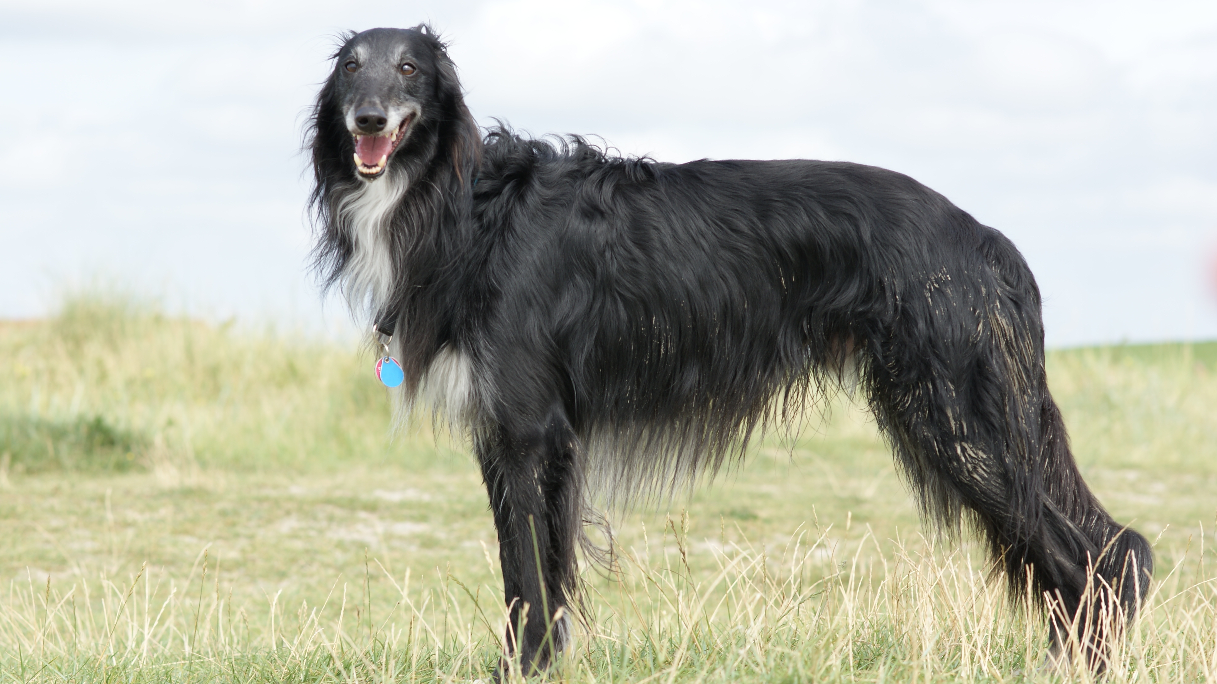 Silken Windhound Antek